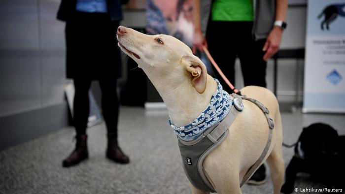 Ensayos con perros rastreadores de COVID-19 en Finlandia arrojan resultados prometedores