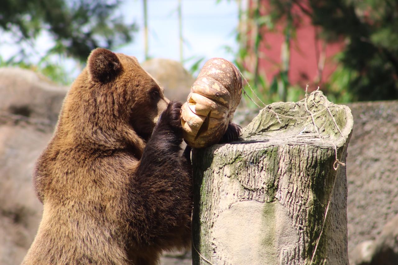 ¡Con calabazas y sorpresas! Así celebraron Halloween en el zoológico La Aurora