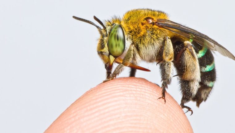 Qué muestra el primer mapa global de abejas (y por qué es tan importante)