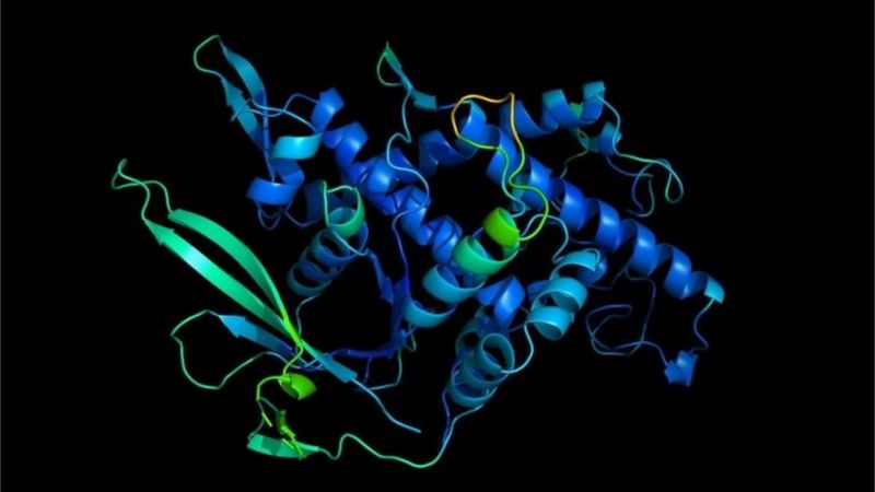 Así encontraron los científicos la solución (casi completa) a uno de los grandes misterios de la biología