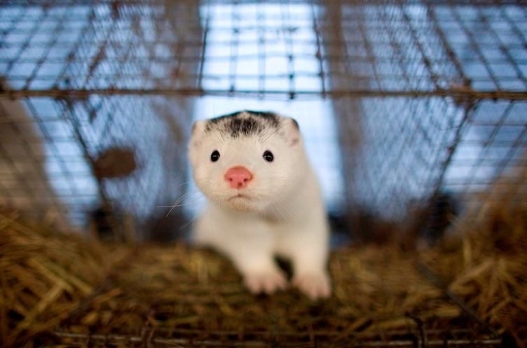 Coronavirus: vacuna danesa funciona en animales contra mutaciones del covid-19