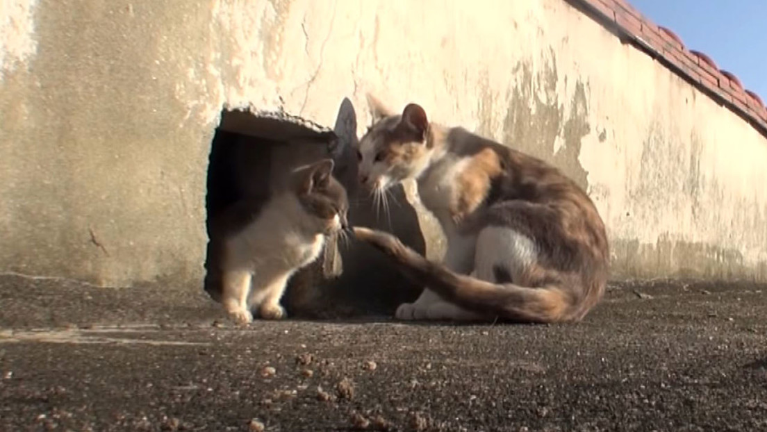 Gata callejera que cuida a su gatito