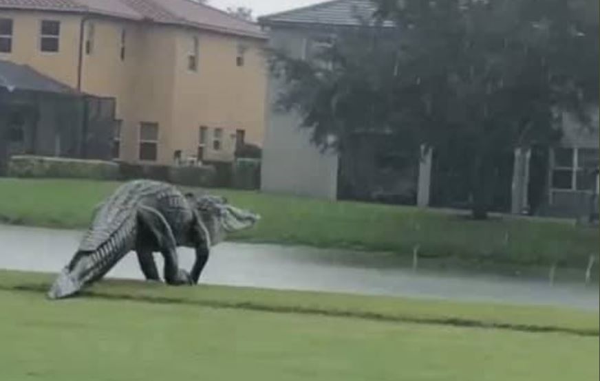 El momento en que enorme cocodrilo sorprende a visitantes en club de golf