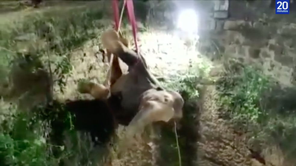 Video: El impresionante rescate de un elefante que cayó dentro de un pozo de 16 metros de profundidad