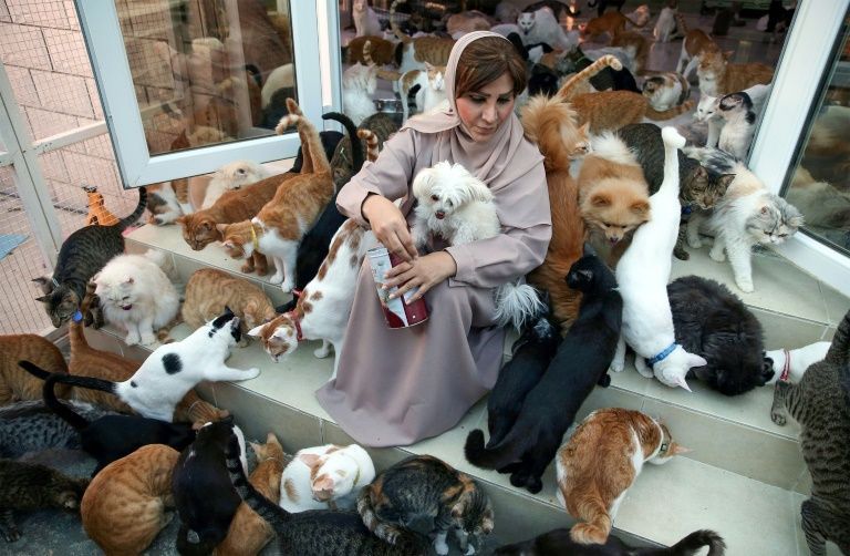 La mujer de los 500 gatos de Omán: todo empezó cuando mi hijo compró un gatito persa