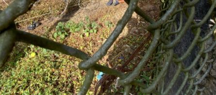 Reo muere en su intento de fugarse de la Granja de Rehabilitación Pavón