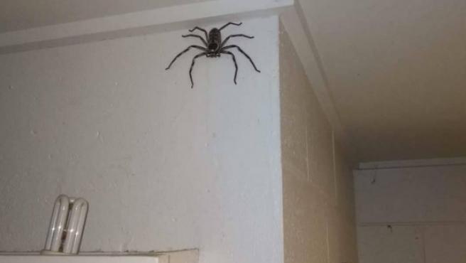 Araña Australia