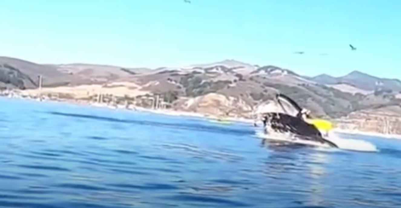 El angustioso momento en el que una ballena casi se traga a dos mujeres en kayak