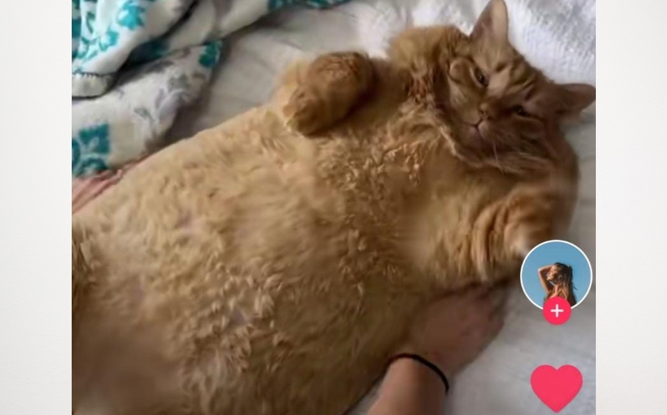 gatito-gordo-se-hace-viral_0_0_1200_747
