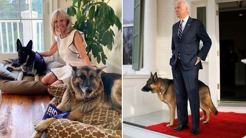 La mascota de Joe Biden, Major, será el primer perro rescatado en la Casa Blanca