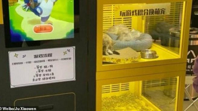 Polémica por una máquina expendedora de un centro comercial que tiene crías de perros y gatos vivos como premio