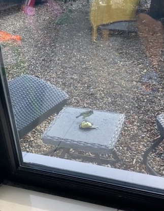 pajaro que ayuda al otro