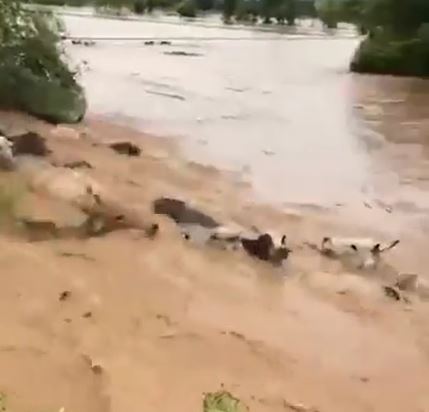 Reses arrastradas por un río: video que circula en redes y WhatsApp no es actual