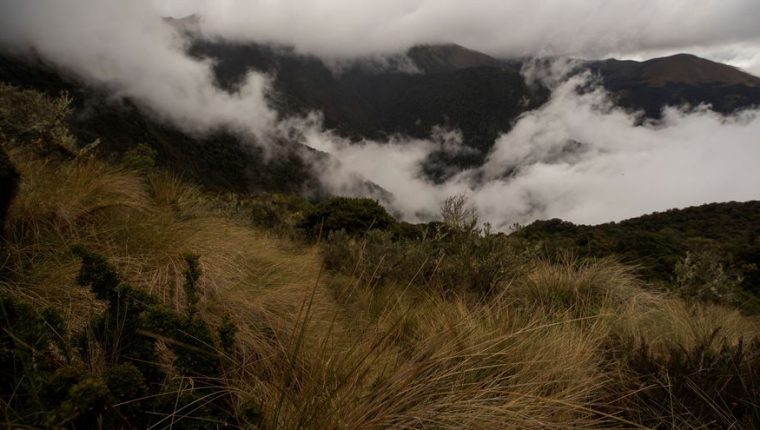 Hallan osos andinos, especie en extinción, cerca a zona ganadera en Ecuador