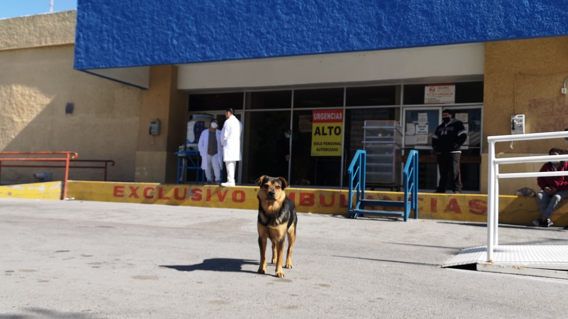 Un perro lleva un mes afuera de un hospital en espera de su dueño que falleció por covid-19