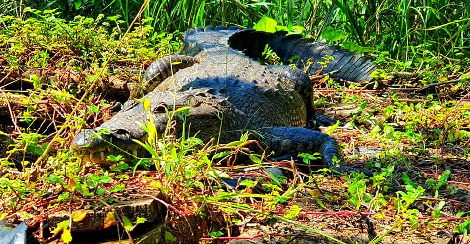 Fallece el cocodrilo “Lencho” después que fue atropellado en Alta Verapaz