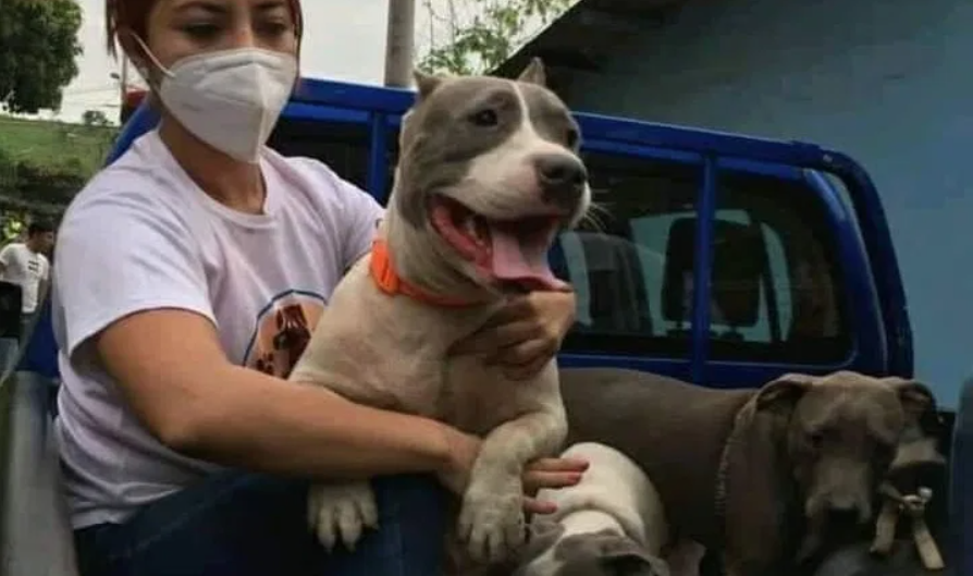 Perros Pitbull