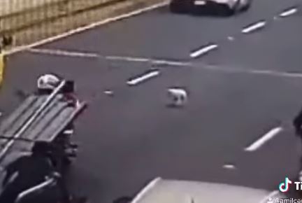 Video: cerditos detienen el tránsito en el Anillo Periférico y esto fue lo que ocurrió