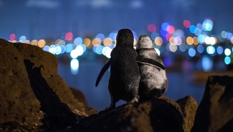 La foto fue tomada por el fotógrafo alemán Tobias Baumgaertner.