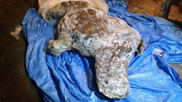 El rinoceronte lanudo de la era glacial recuperado “con órganos intactos” del hielo ártico de Rusia