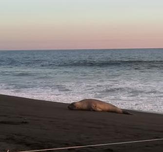 “No molestar”: elefante marino llega a Guatemala y esto hay que hacer si quiere ayudarlo