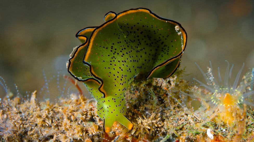 Los increíbles animales que pueden llevar a cabo la fotosíntesis como las plantas