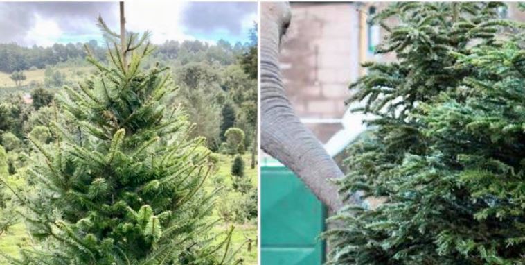 ¿Qué va a hacer con su árbol de Navidad? Aquí le explicamos cómo lo puede donar al Zoológico La Aurora