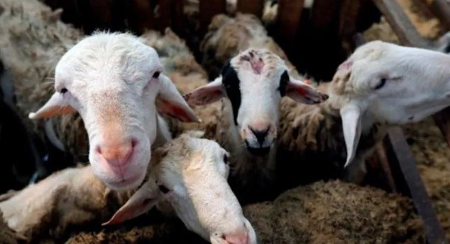 Temor en Países Bajos por nueva enfermedad que sería transmitida por cabras y aún no ha sido identificada