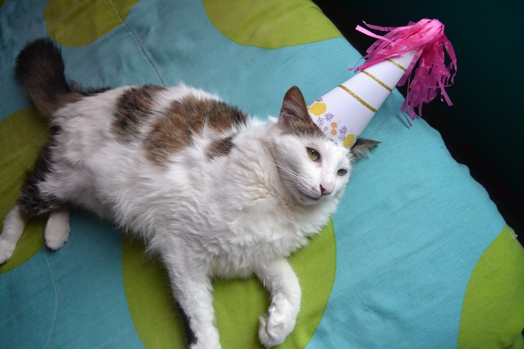 Celebran el cumpleaños de un gato y resultan 15 personas contagiadas de coronavirus