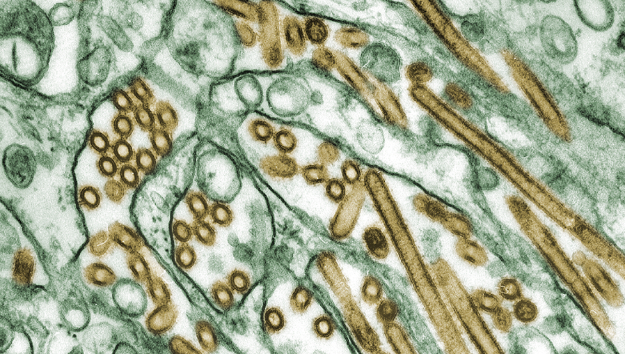 ¿Cómo es posible que la gripe haya casi desaparecido pero el coronavirus siga extendiéndose?