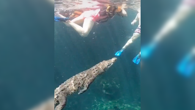 Video: Panchito, el cocodrilo de un parque acuático que se ha hecho viral por nadar tranquilamente con los bañistas