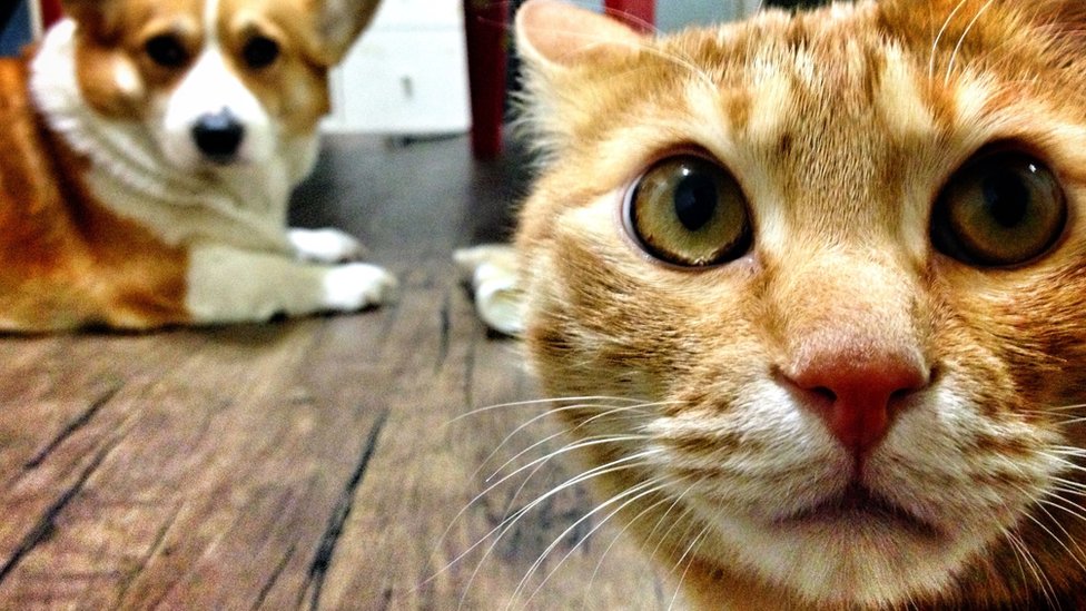 La ciudad que hará tests a todas las mascotas con síntomas de covid-19