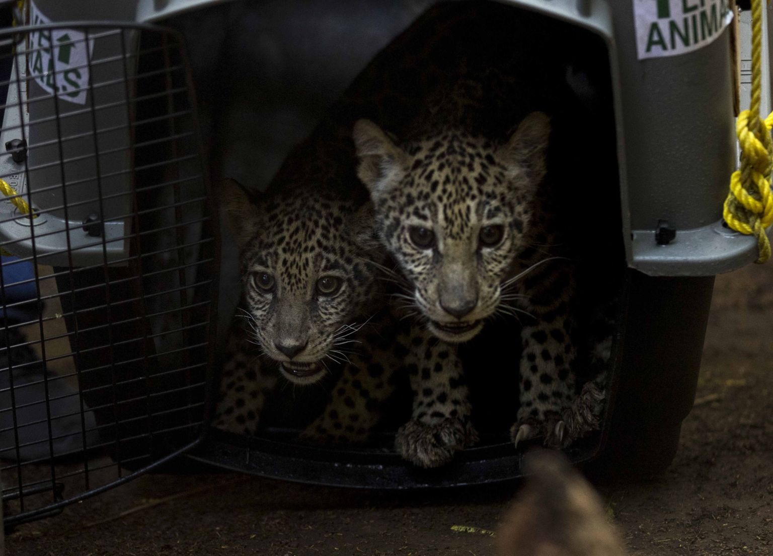 Más de 80 animales son liberados en Nicaragua por el Zoológico Nacional