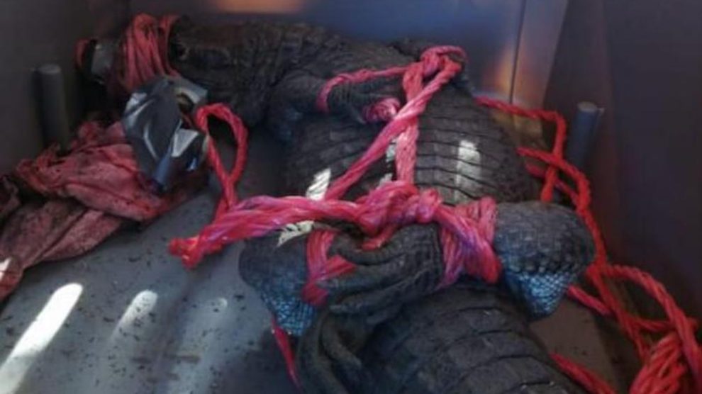 Lagarto aparece en drenaje de Villa Nueva
