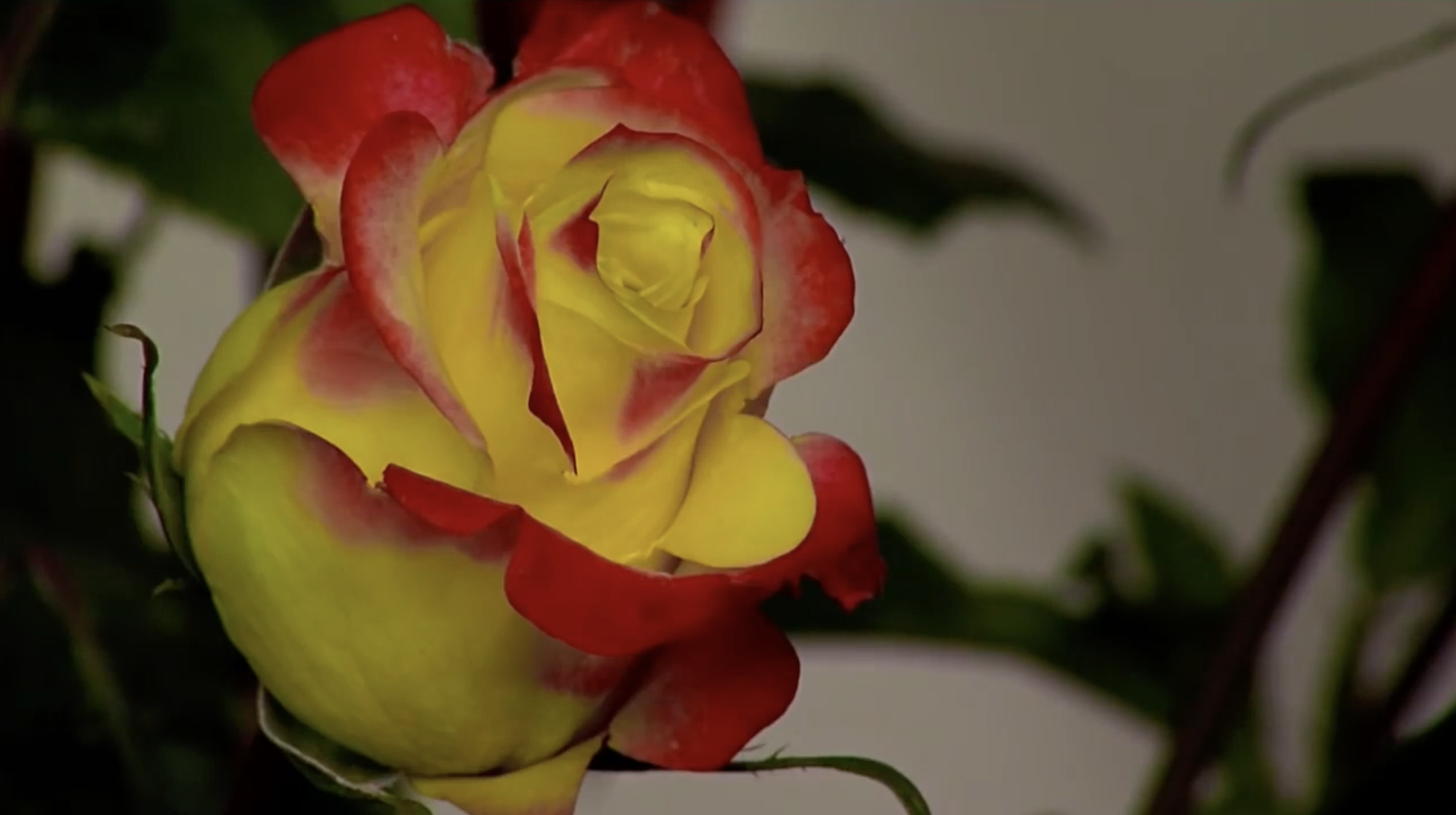 Flores