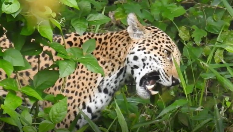 “Hace más de 40 años que no ocurría algo así”: enorme jaguar se lleva a niña y aterra a poblado colombiano