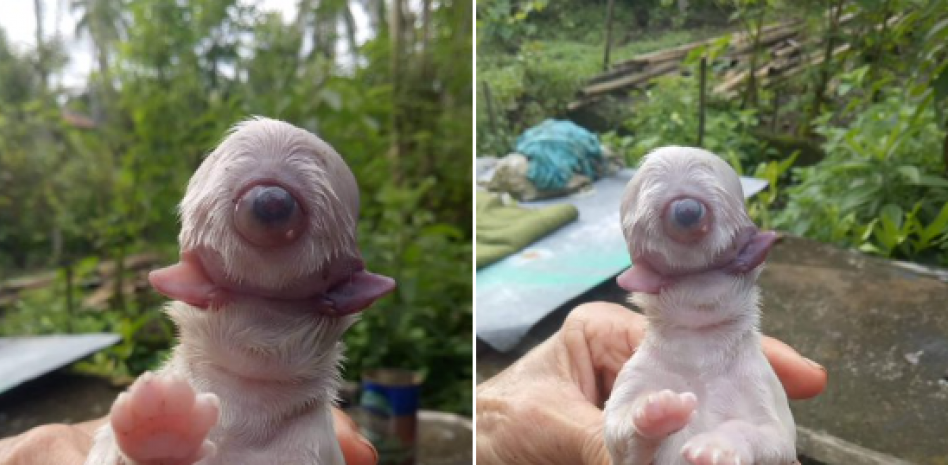 Cíclope, el misterioso caso del perro que nació sin nariz, con un solo ojo y dos lenguas