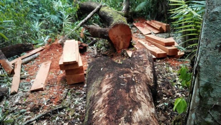 Condenan a prisión a dos trabajadores de Tikal por permitir tala de cedro