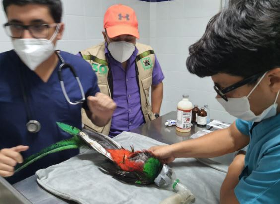 Ejemplar de Quetzal localizado en Mazatenango muere debido a fractura e infección que sufrió