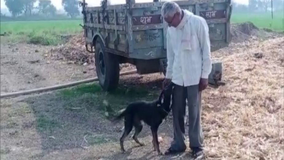 Castigo para los hijos: hombre de la India dará su herencia a su perro