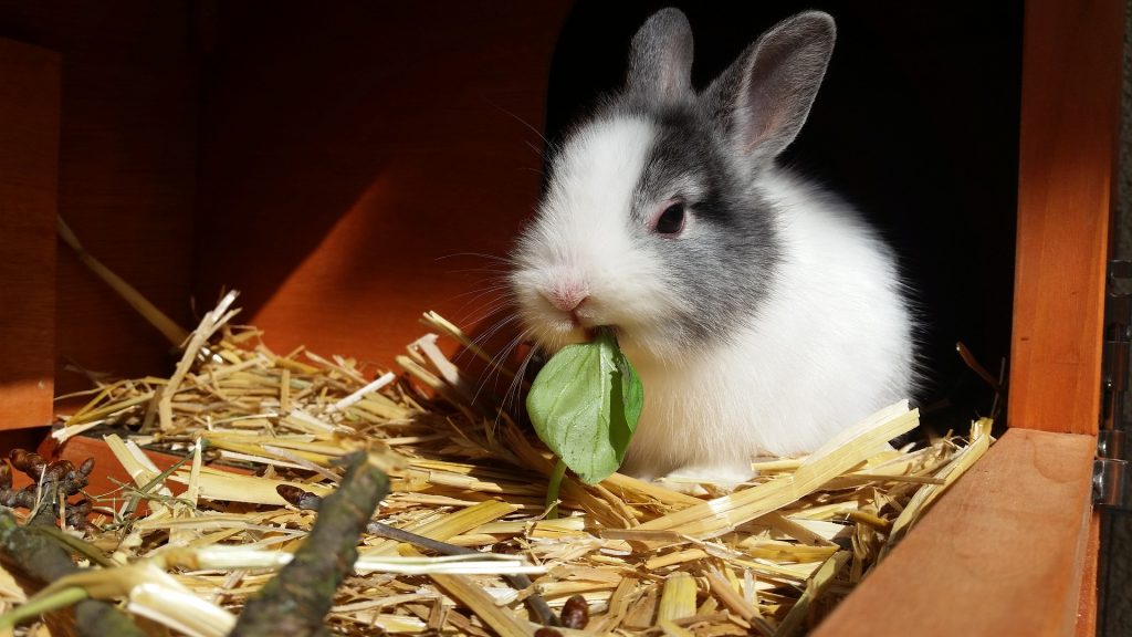 “Causa neumonía y hepatitis severa”: México activa emergencia sanitaria animal por virus hemorrágico en conejos