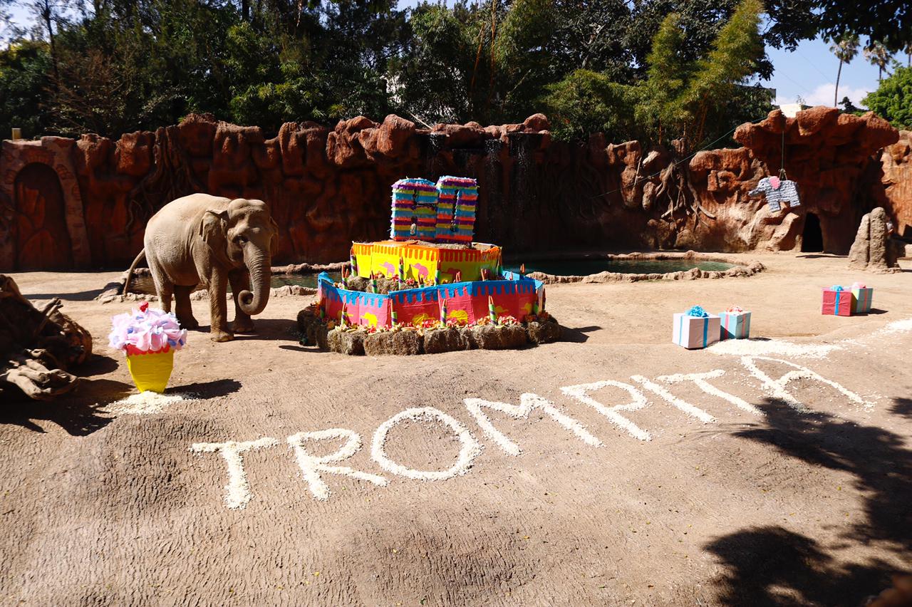 ¡Felices 60 años Trompita! La elefanta del zoológico La Aurora está de manteles largos
