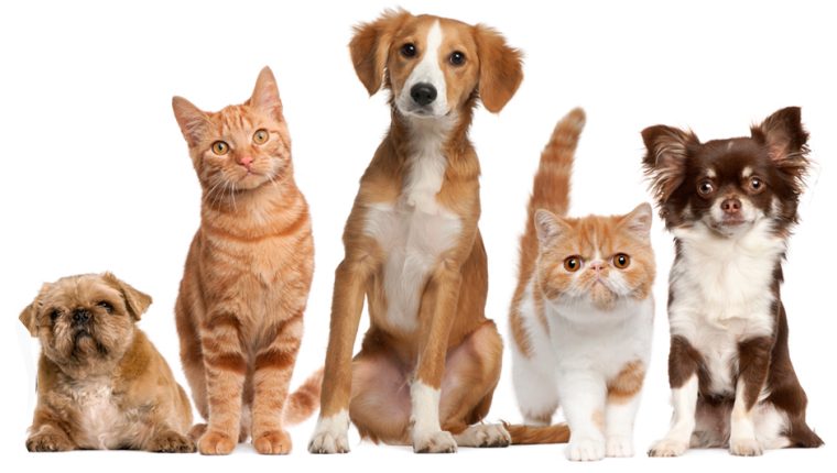 Carnivac-Cov: Rusia aprueba la primera vacuna contra el covid-19 para animales