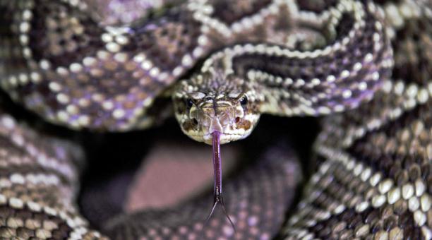 El caso de la enorme serpiente que llegó hasta la secadora de ropa de una familia en Florida