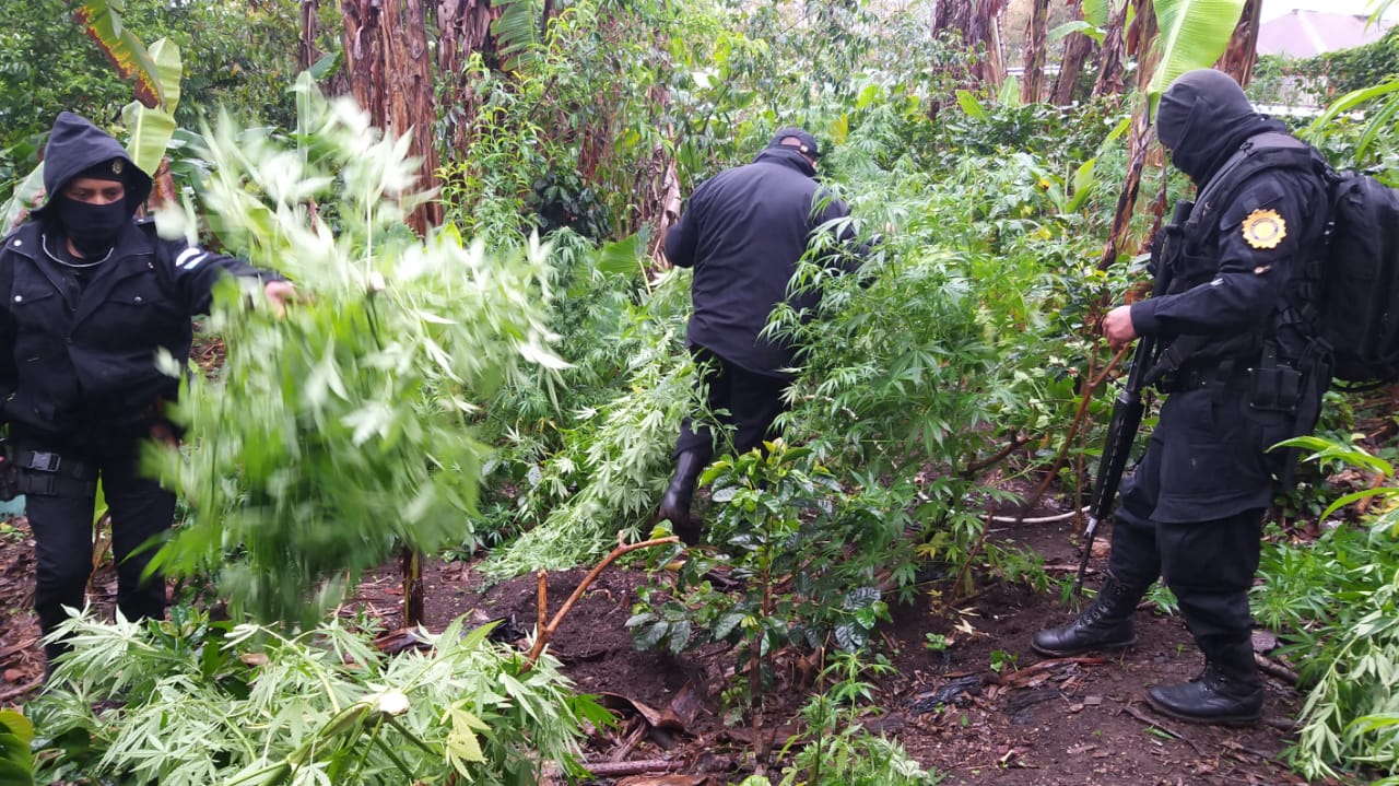 Erradican cuatro mil matas de marihuana y detienen a dos jóvenes en Huehuetenango