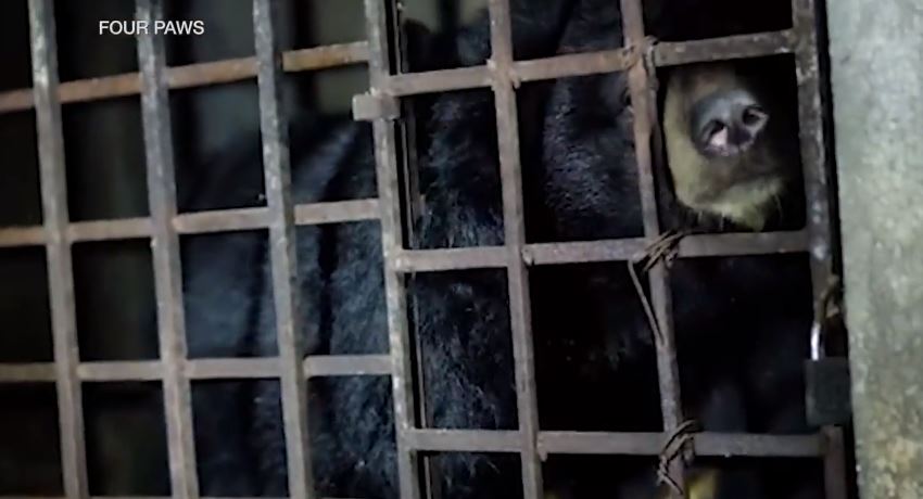 Así fueron rescatados dos osos que estuvieron 17 años encerrados a oscuras en un sótano en Vietnam