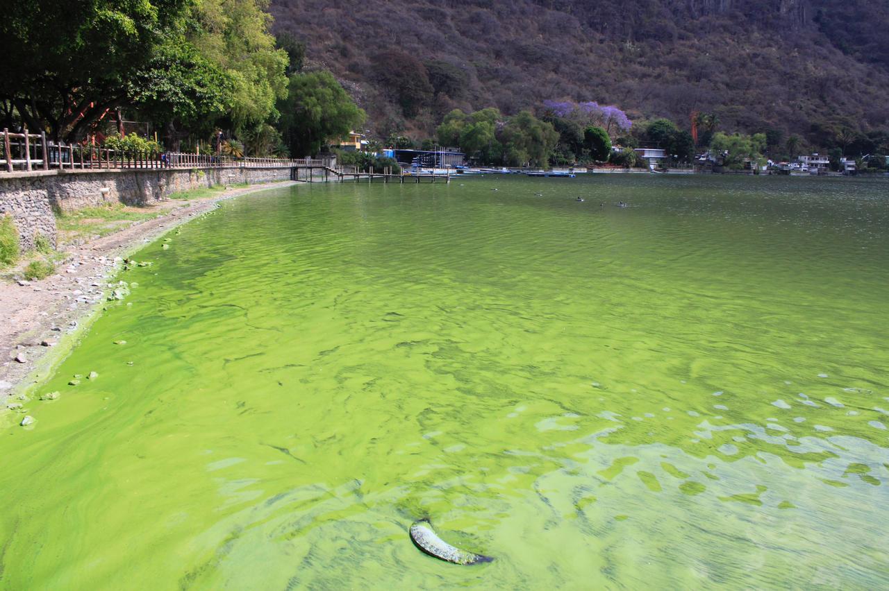 Lago de Amatitlán se cubre de verde: qué relación hay entre la contaminación y el cambio de clima