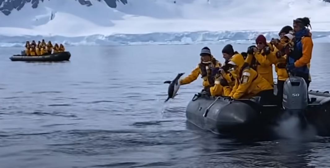 El video viral del pingüino que salta a un bote de turistas y evita ser devorado por una orca