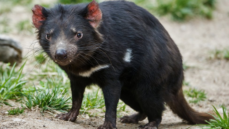 ¿De dónde viene el cáncer y por qué no ha desaparecido con la evolución?