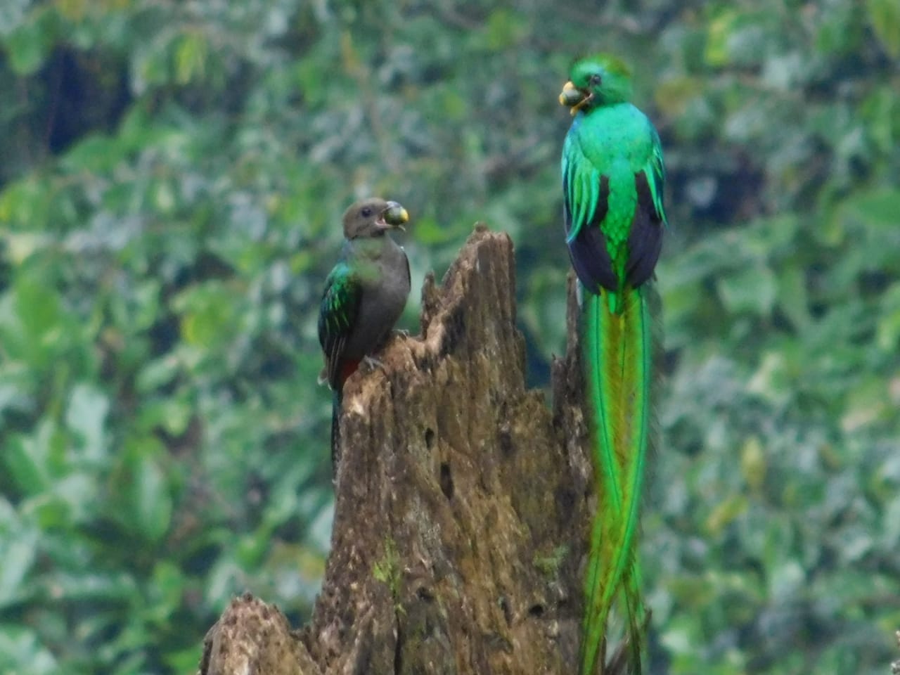 Así protegen y alimentan a sus crías pareja de quetzales en reserva natural de Atitlán, Sololá